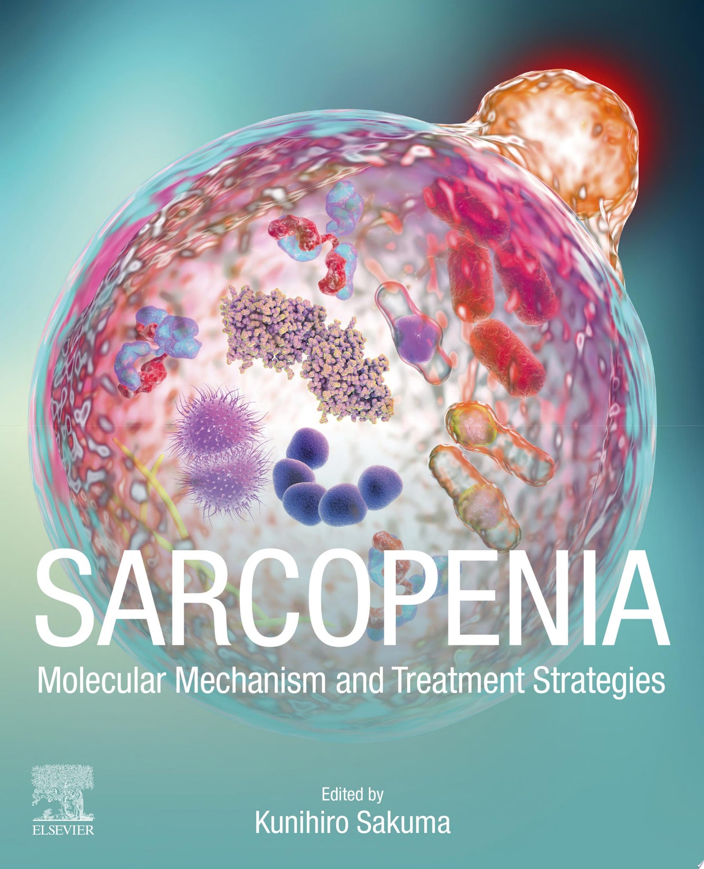 Sarcopenia: Molecular Mechanism and Treatment Strategies